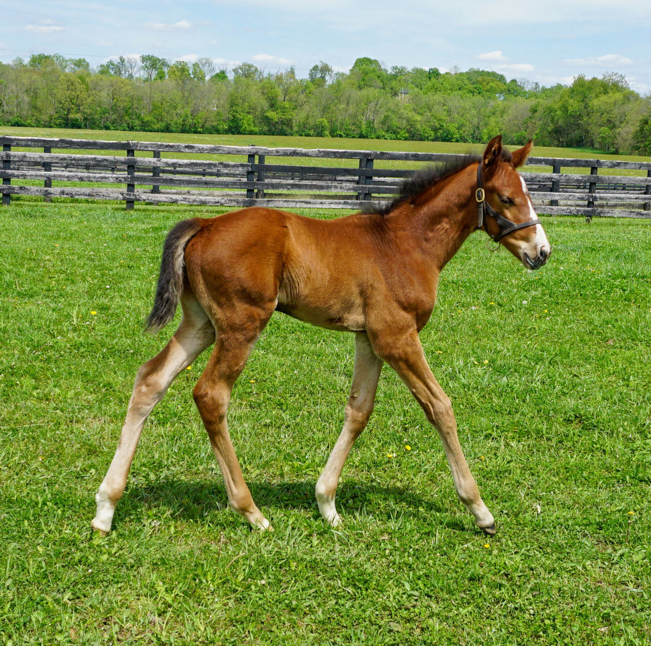 Dornoch as a foal