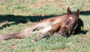 Fierceness lying down as a foal