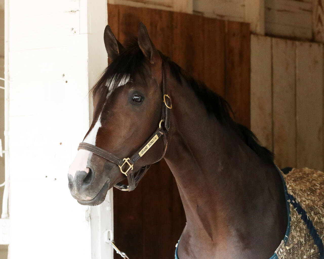 Grand Sonata arriving at Churchill Downs