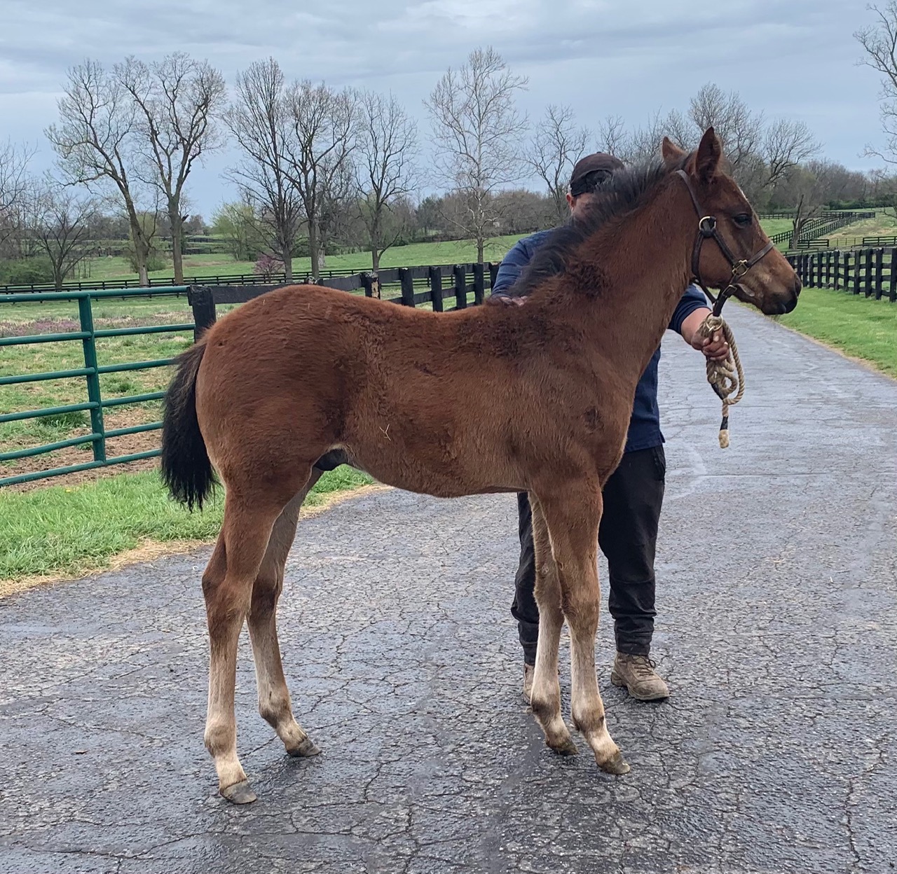 Stronghold as a foal at Mulholland Springs