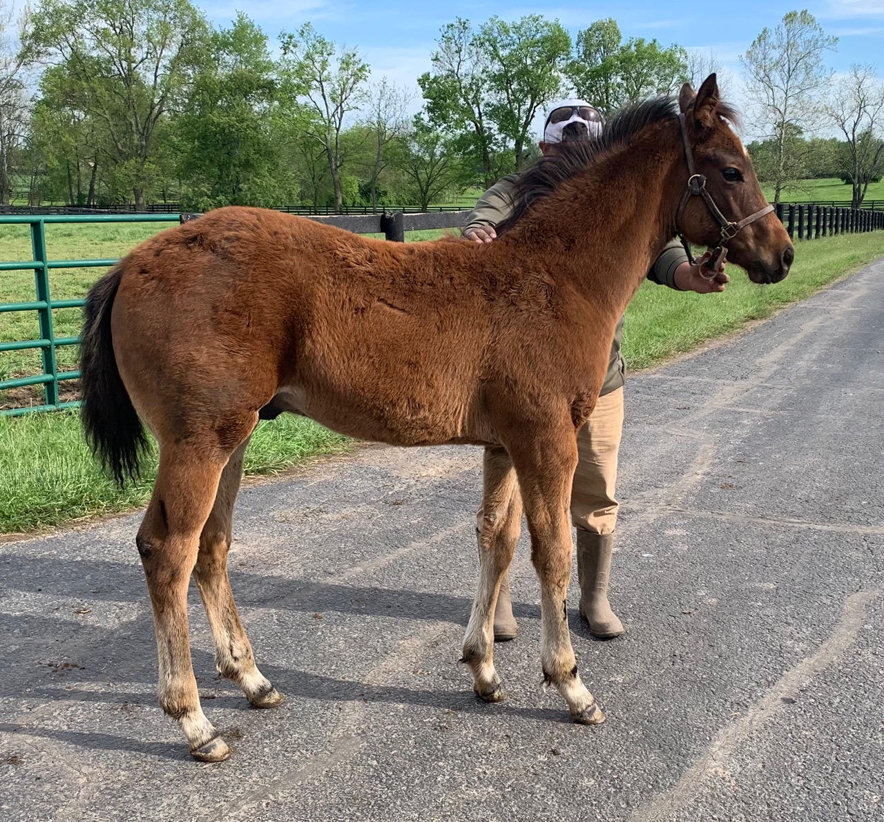 Stronghold as a robust baby