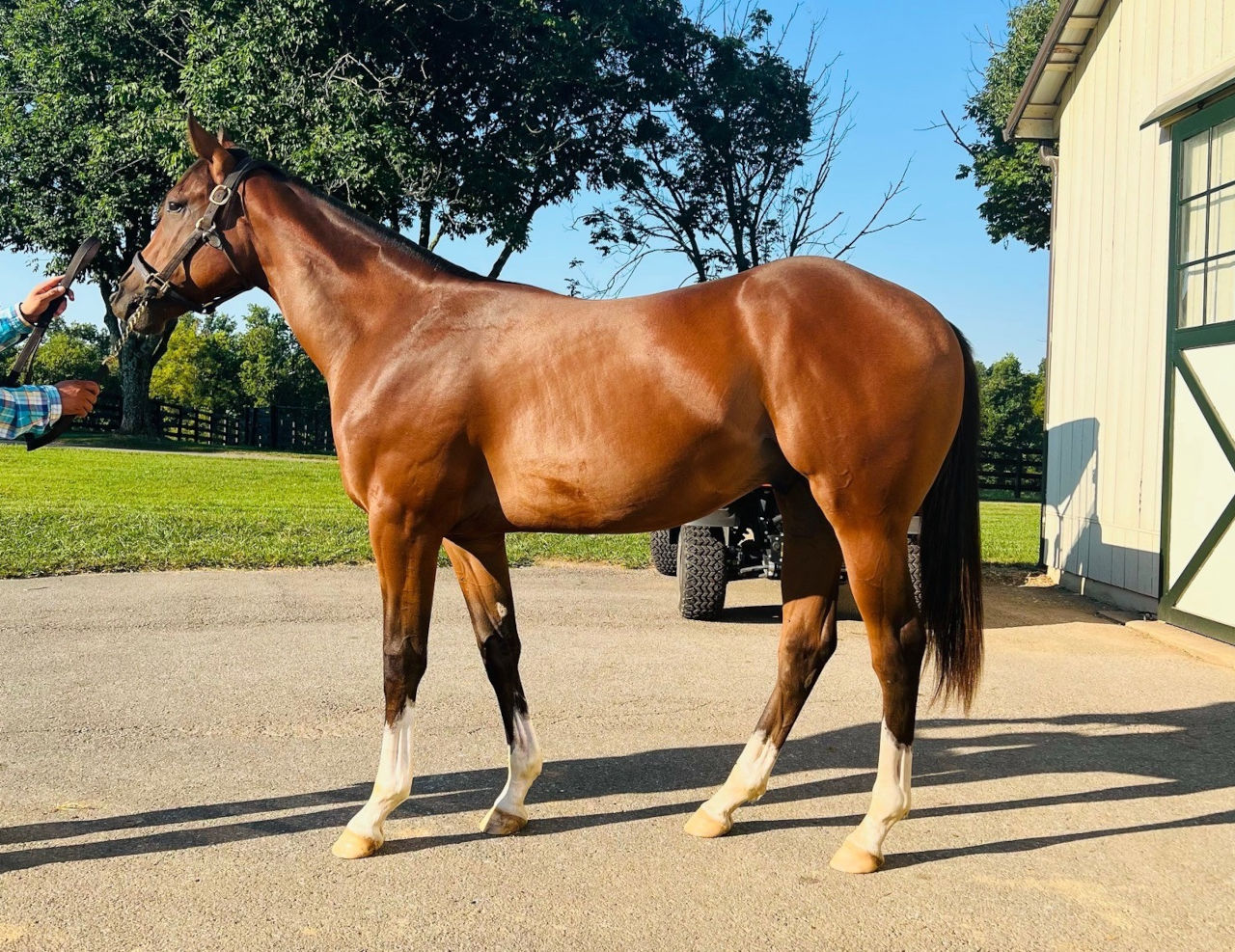 Track Phantom as a yearling