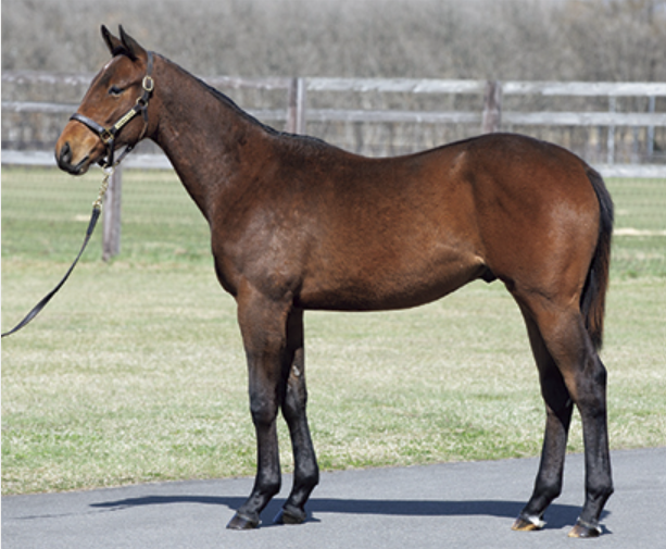 Forever Young prior to the JRHA Select Sale